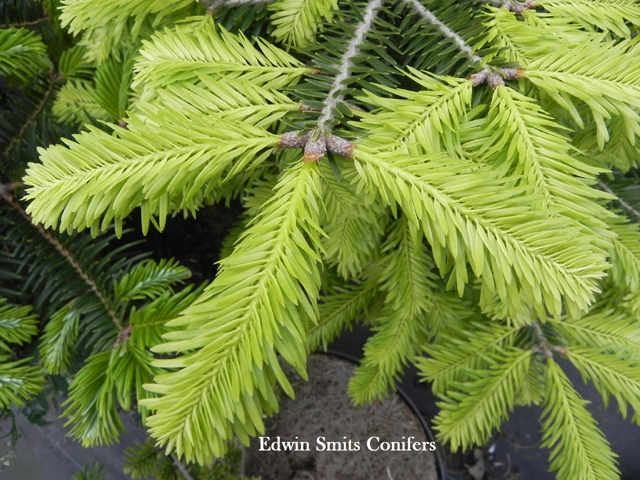 Abies borisii-regis 'Spring Delight'